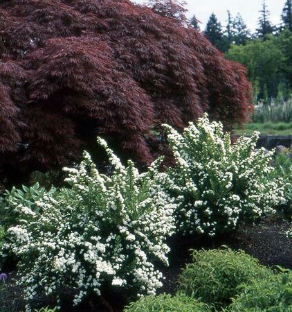 Snowmound Spirea