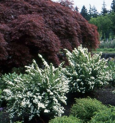 Snowmound Spirea