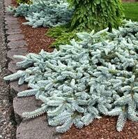 Weeping Blue Spruce