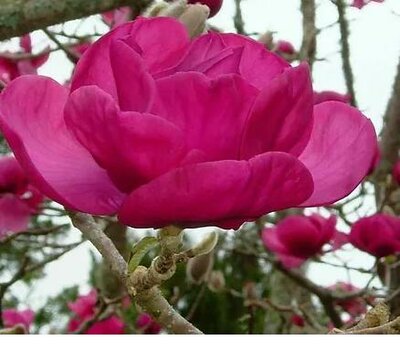 Felix Jury Magnolia