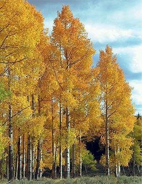 Trembling Aspen