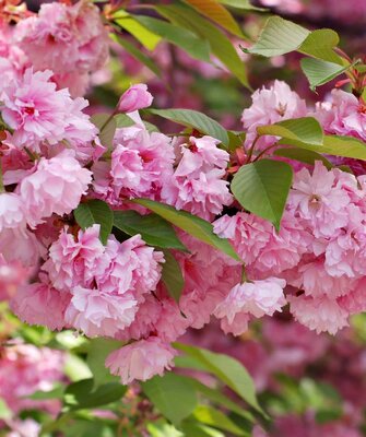 Kwanzan Flowering Cherry - image 2