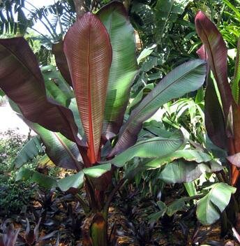 Red Leaf Banana Palm