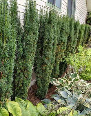 Melford Yew - image 2