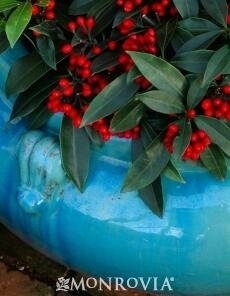 Reeve's Skimmia (Self-Fertile)
