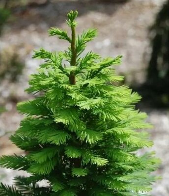 Peve Minaret Swamp Cypress