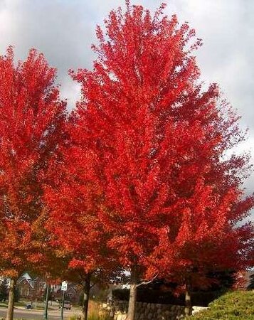 Autumn Blaze Maple