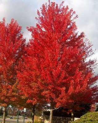 Autumn Blaze Maple