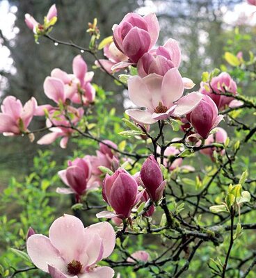 Saucer Magnolia (6-7')