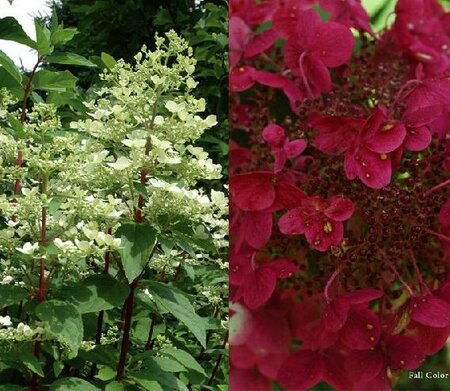 Bloomables Fire And Ice Hydrangea T