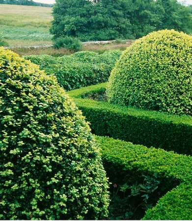 Green Mountain Globe Boxwood