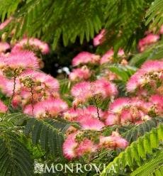 Ombrella Mimosa Tree