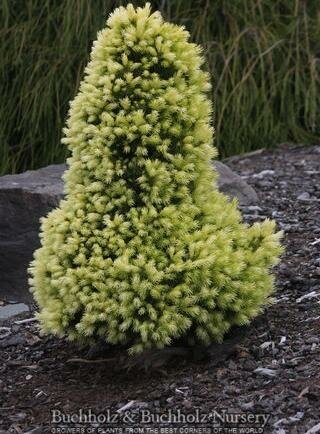 Daisy's White Alberta Spruce