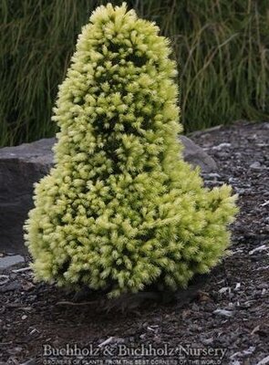 Daisy's White Alberta Spruce