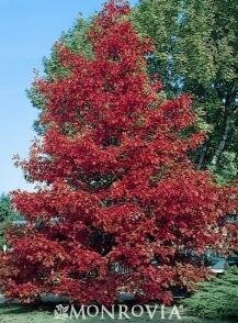 Northern Red Oak
