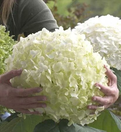 Incrediball Hydrangea