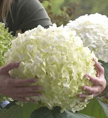 Incrediball Hydrangea