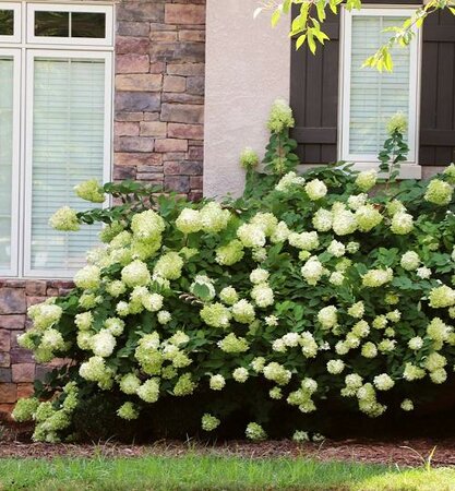 Little Lime Hydrangea