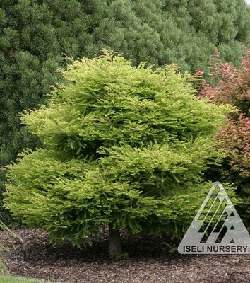 Secrest Bald Cypress