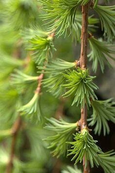Weeping Larch