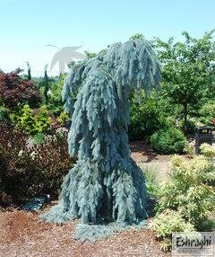 Slenderina Weeping Blue Spruce