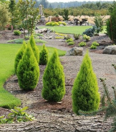 Wilma Dwarf Lemon Cypress - image 1