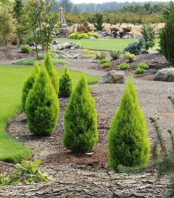 Wilma Dwarf Lemon Cypress - image 1