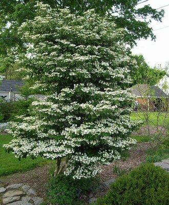 Tomentosum Doublefile Viburnum Tree
