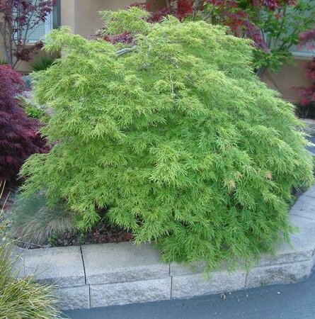 Viridis Weeping Japanese Maple
