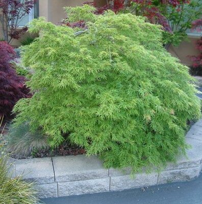 Viridis Weeping Japanese Maple