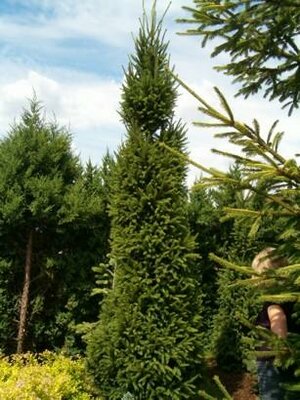 Cupressina Spruce