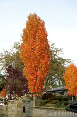 Bowhall Red Maple