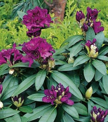 Polarnacht Rhodo