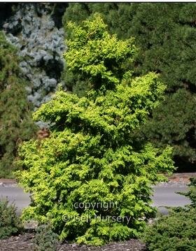Tsatsumi Gold Cypress