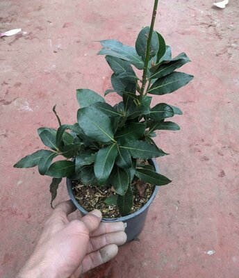 SWEET BAY LEAF LAUREL