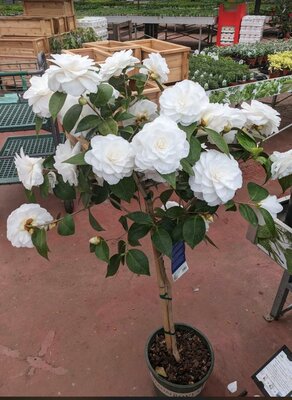 NUCCIO'S GEM CAMELLIA TREE