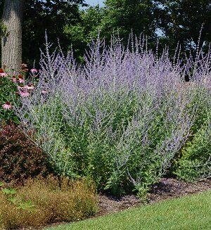 Russian Sage