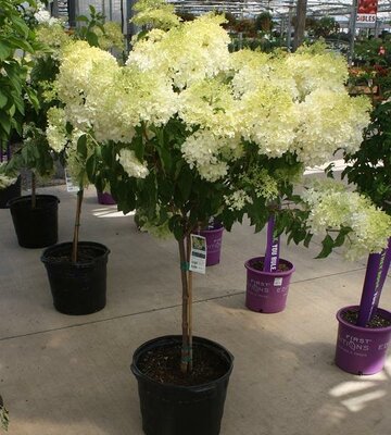 Phantom Hydrangea Tree