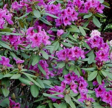 Wojnar's Purple Rhodo - image 1