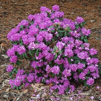 P.J.M. Elite Rhodo