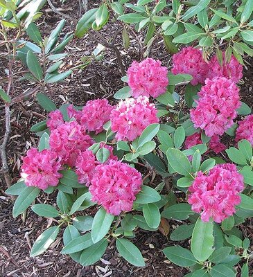 Besse Howells Rhodo