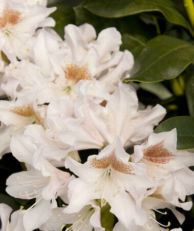 Cunningham's White Rhodo
