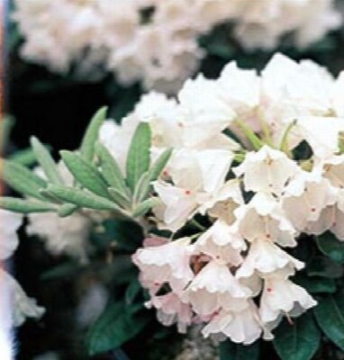 Crete Yak Rhodo