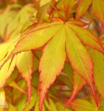 Katsura Japanese Maple