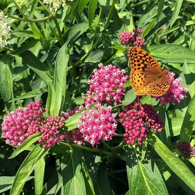 Cinderella Butterfly Weed