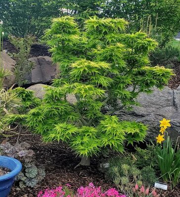 Mikawa Yatsubusa Japanese Maple Tree Form