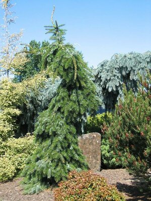 Weeping Bruns Serbian Spruce