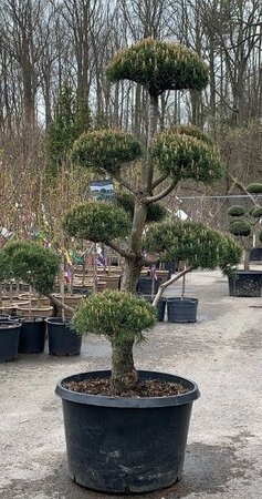 Topiary Scotch Pine 5-6' - image 1
