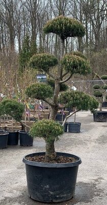 Topiary Scotch Pine 5-6' - image 1