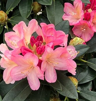 Percy Wiseman Rhodo